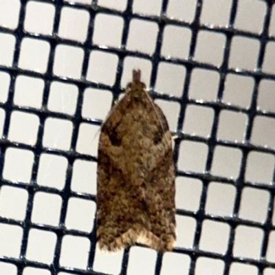 Rupicolana rupicolana (A Tortricid moth (Tortricinae)) at Surf Beach, NSW - 6 Sep 2024 by Hejor1