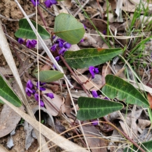 Hardenbergia violacea at Bungonia, NSW - 7 Sep 2024 08:59 AM