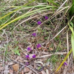 Hardenbergia violacea at Bungonia, NSW - 7 Sep 2024 08:59 AM