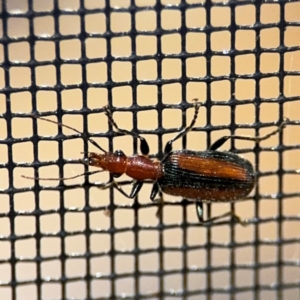 Drypta australis at Surf Beach, NSW - 6 Sep 2024