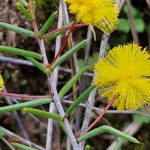 Acacia brownii at Bungonia, NSW - 7 Sep 2024