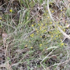 Acacia brownii at Bungonia, NSW - 7 Sep 2024 08:59 AM