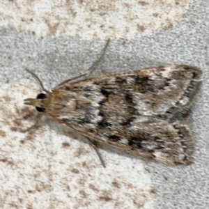 Achyra affinitalis at Surf Beach, NSW - 6 Sep 2024 11:17 PM