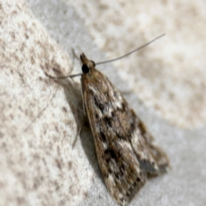 Achyra affinitalis at Surf Beach, NSW - 6 Sep 2024 11:17 PM