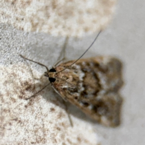 Achyra affinitalis at Surf Beach, NSW - 6 Sep 2024 11:17 PM