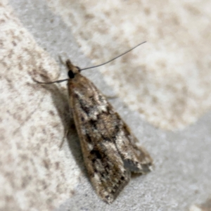Achyra affinitalis at Surf Beach, NSW - 6 Sep 2024 11:17 PM