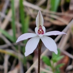 Caladenia fuscata (Dusky Fingers) at Bungonia, NSW - 6 Sep 2024 by trevorpreston