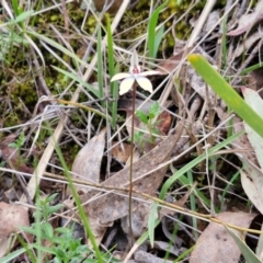 Caladenia fuscata at Bungonia, NSW - suppressed