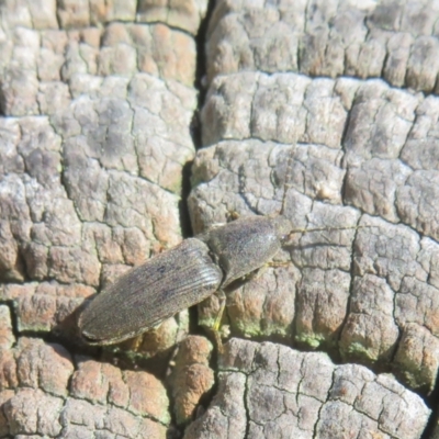 Unverified Click beetle (Elateridae) at Fyshwick, ACT - 7 Sep 2024 by Christine