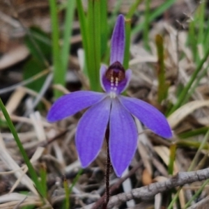 Cyanicula caerulea at Bungonia, NSW - 7 Sep 2024