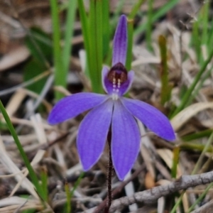 Caladenia caerulea at Bungonia, NSW - suppressed