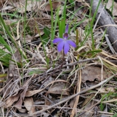 Cyanicula caerulea at Bungonia, NSW - 7 Sep 2024