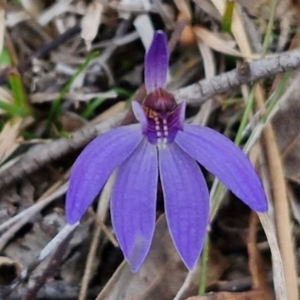 Cyanicula caerulea at Bungonia, NSW - 7 Sep 2024