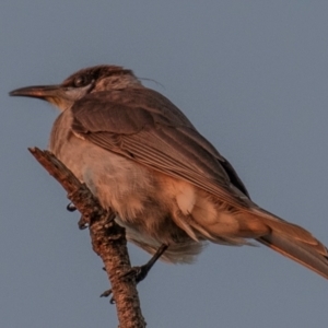 Philemon citreogularis at Moore Park Beach, QLD - 30 Jun 2024