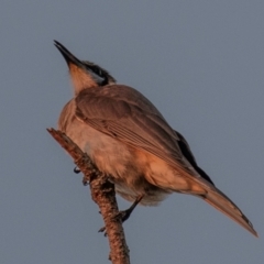 Philemon citreogularis at Moore Park Beach, QLD - 30 Jun 2024