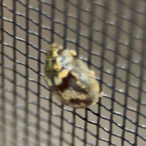 Paropsini sp. (tribe) at Surf Beach, NSW - 6 Sep 2024 11:11 PM