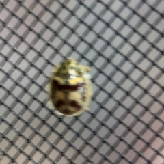 Paropsini sp. (tribe) at Surf Beach, NSW - 6 Sep 2024 11:11 PM