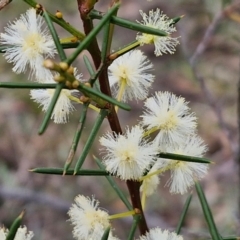 Acacia genistifolia (Early Wattle) at Bungonia, NSW - 6 Sep 2024 by trevorpreston