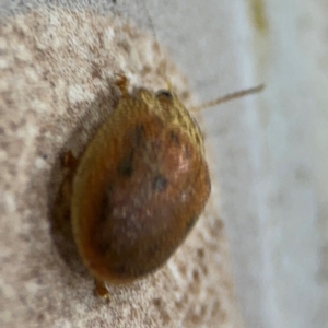 Paropsis atomaria at Surf Beach, NSW - 6 Sep 2024 10:49 PM