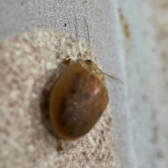 Paropsis atomaria at Surf Beach, NSW - 6 Sep 2024 10:49 PM