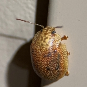 Paropsis atomaria at Surf Beach, NSW - 6 Sep 2024 10:49 PM