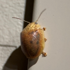 Paropsis atomaria at Surf Beach, NSW - 6 Sep 2024