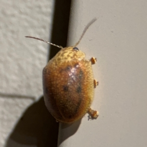 Paropsis atomaria at Surf Beach, NSW - 6 Sep 2024