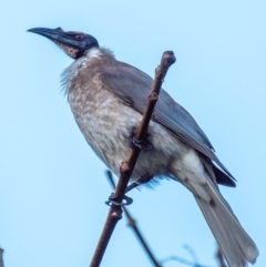 Philemon corniculatus (Noisy Friarbird) at Moore Park Beach, QLD - 30 Jun 2024 by Petesteamer