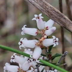 Lissanthe strigosa subsp. subulata (Peach Heath) at Bungonia, NSW - 7 Sep 2024 by trevorpreston