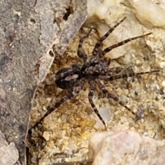 Unverified Other hunting spider at Bungonia, NSW - 7 Sep 2024 by trevorpreston