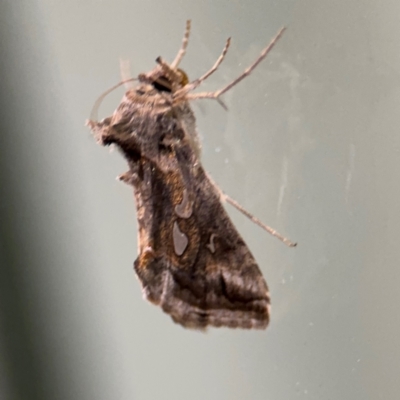 Chrysodeixis argentifera (Tobacco Looper) at Surf Beach, NSW - 6 Sep 2024 by Hejor1
