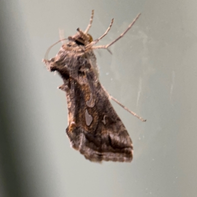 Chrysodeixis (genus) at Surf Beach, NSW - 6 Sep 2024 by Hejor1