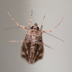 Chrysodeixis argentifera at Surf Beach, NSW - 6 Sep 2024 09:10 PM