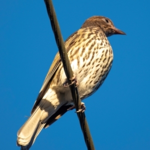 Sphecotheres vieilloti at Moore Park Beach, QLD - 30 Jun 2024