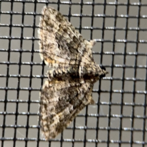 Phrissogonus laticostata at Surf Beach, NSW - 6 Sep 2024