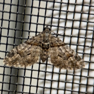 Phrissogonus laticostata at Surf Beach, NSW - 6 Sep 2024 09:14 PM