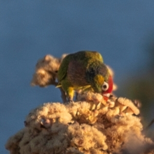 Psitteuteles versicolor at Mount Isa, QLD - 12 Jul 2024