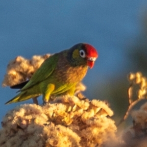 Psitteuteles versicolor at Mount Isa, QLD - 12 Jul 2024