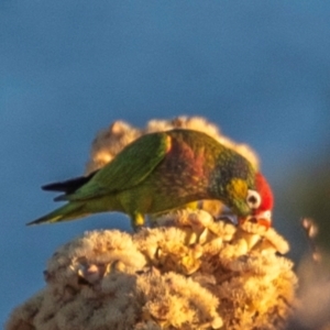 Psitteuteles versicolor at Mount Isa, QLD - 12 Jul 2024