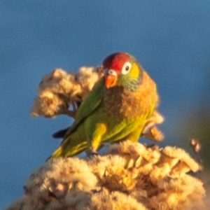 Psitteuteles versicolor at Mount Isa, QLD - 12 Jul 2024