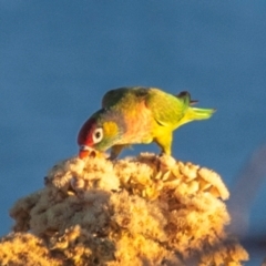 Psitteuteles versicolor at Mount Isa, QLD - 12 Jul 2024