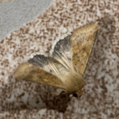 Helicoverpa (genus) at Surf Beach, NSW - 6 Sep 2024 by Hejor1