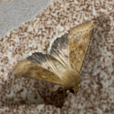 Helicoverpa (genus) at Surf Beach, NSW - 6 Sep 2024 by Hejor1