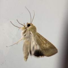 Helicoverpa punctigera at Surf Beach, NSW - 6 Sep 2024