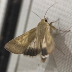 Helicoverpa punctigera at Surf Beach, NSW - 6 Sep 2024