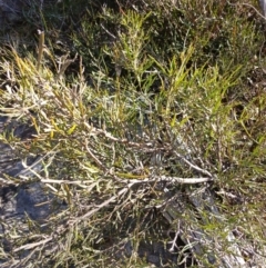 Bossiaea sp. at Cooma, NSW - 7 Sep 2024 by mahargiani