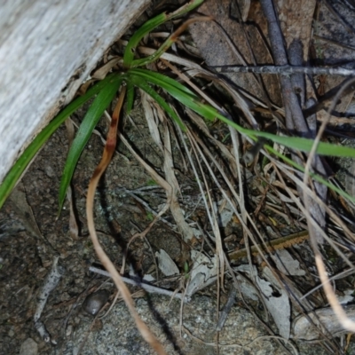 Luzula (genus) (Woodrush) at Cooma, NSW - 7 Sep 2024 by mahargiani