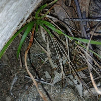 Luzula sp. at Cooma, NSW - 7 Sep 2024 by mahargiani