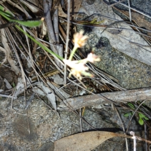 Luzula sp. at Cooma, NSW - 7 Sep 2024 01:58 PM