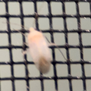 Hemiptera (order) at Surf Beach, NSW - 6 Sep 2024 11:05 PM